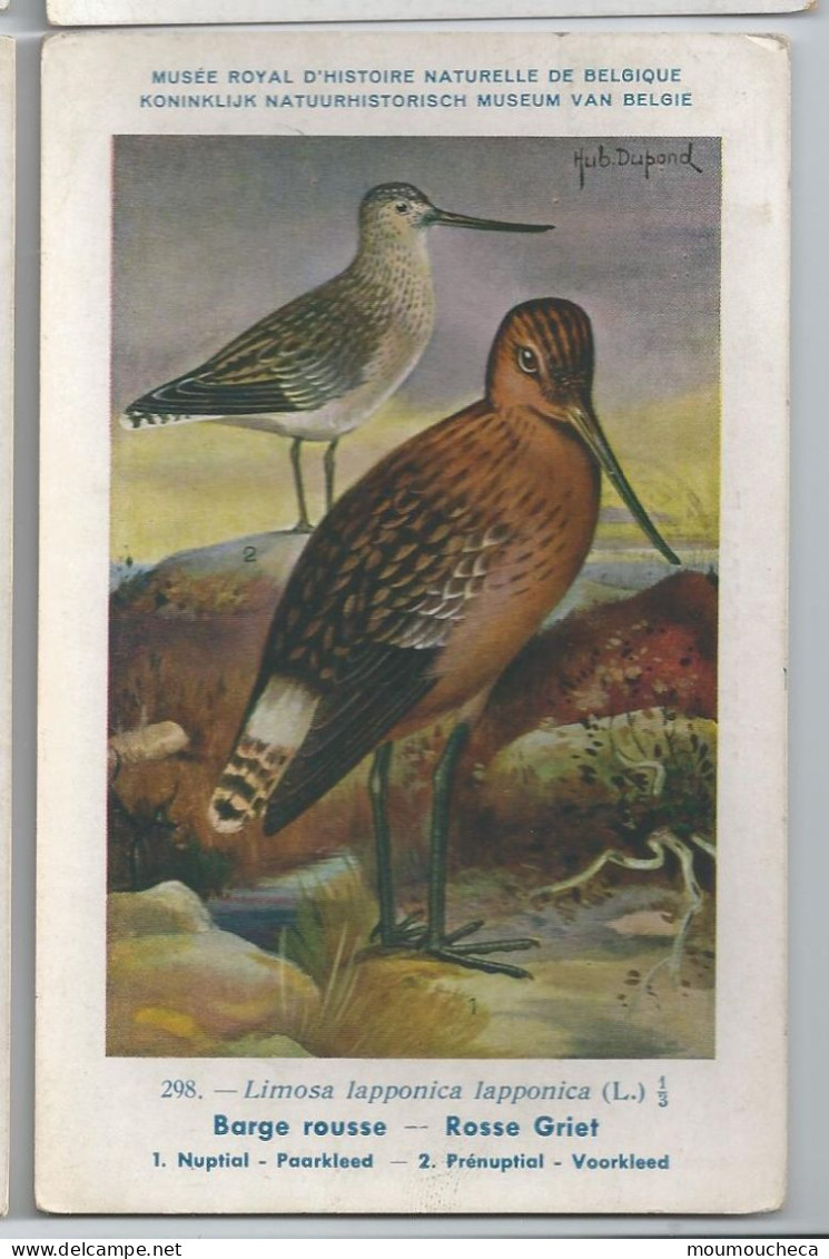 CP : Musée Royale D'histoire Naturelle De Belgique - Oiseaux - N°298 Barge Rousse - Signé Hub. Dupond (2 Scans) - Colecciones Y Lotes