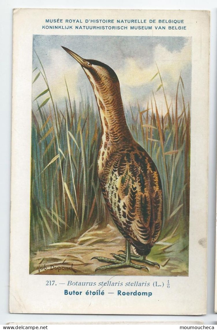 CP : Musée Royale D'histoire Naturelle De Belgique - Oiseaux - N°217 Butor étoilé - Signé Hub. Dupond (2 Scans) - Collezioni E Lotti