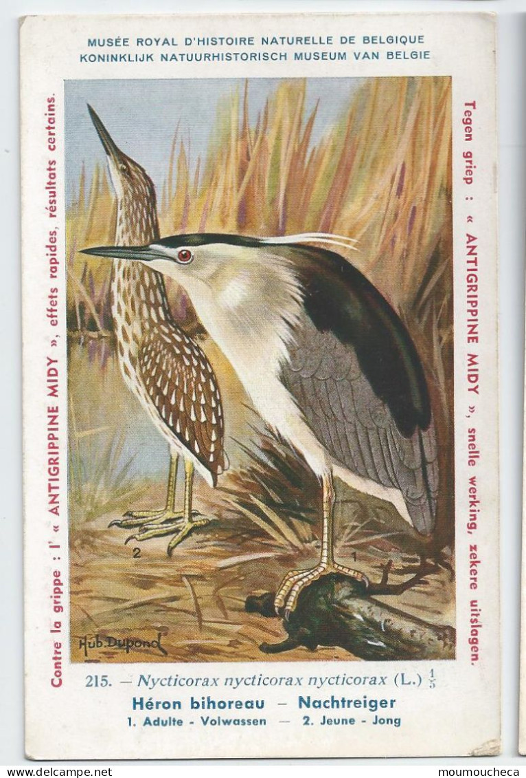 CP : Musée Royale D'histoire Naturelle De Belgique - Oiseaux - N°215 Héron Bihoreau + Pub - Signé Hub. Dupond (2 Scans) - Verzamelingen & Kavels