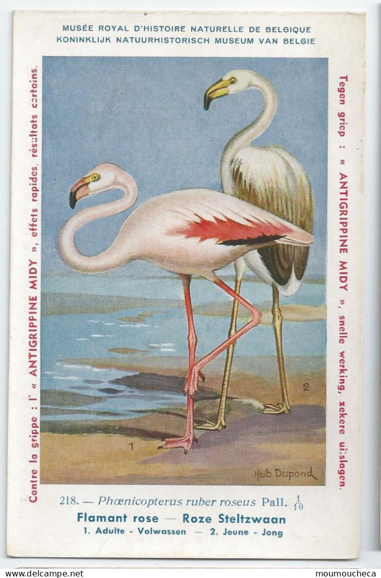 CP : Musée Royale D'histoire Naturelle De Belgique - Oiseaux - N°218 Flamant Rose + Pub - Signé Hub. Dupond (2 Scans) - Collections & Lots