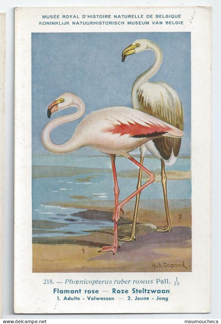 CP : Musée Royale D'histoire Naturelle De Belgique - Oiseaux - N°218 Flamant Rose + Pub - Signé Hub. Dupond (2 Scans) - Collections & Lots