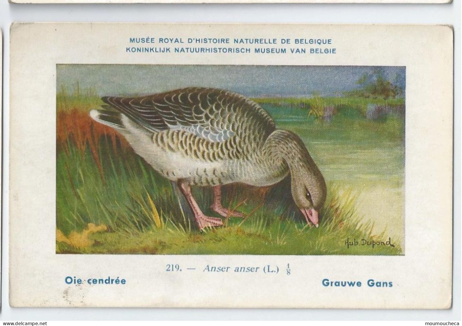 CP : Musée Royale D'histoire Naturelle De Belgique - Oiseaux - N°219 Oie Cendrée - Signé Hub. Dupond (2 Scans) - Collections & Lots
