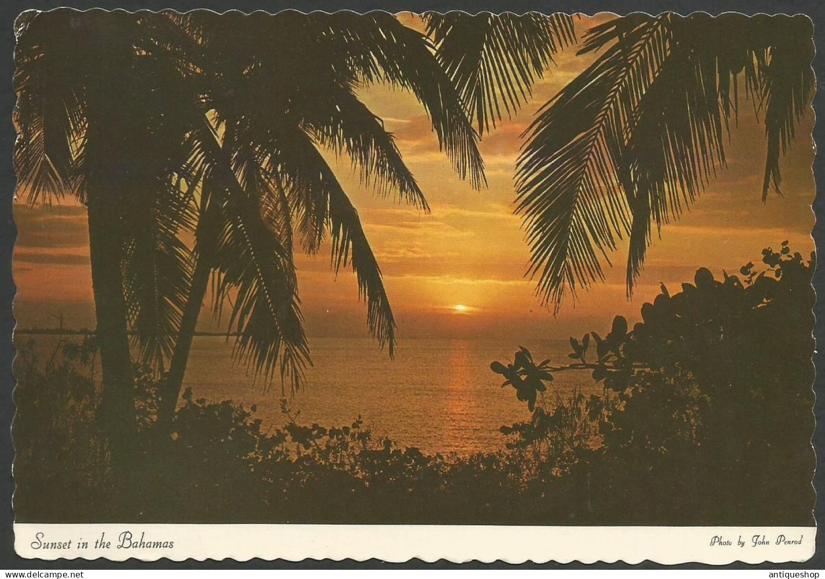 Bahamas-----old Postcard - Bahama's