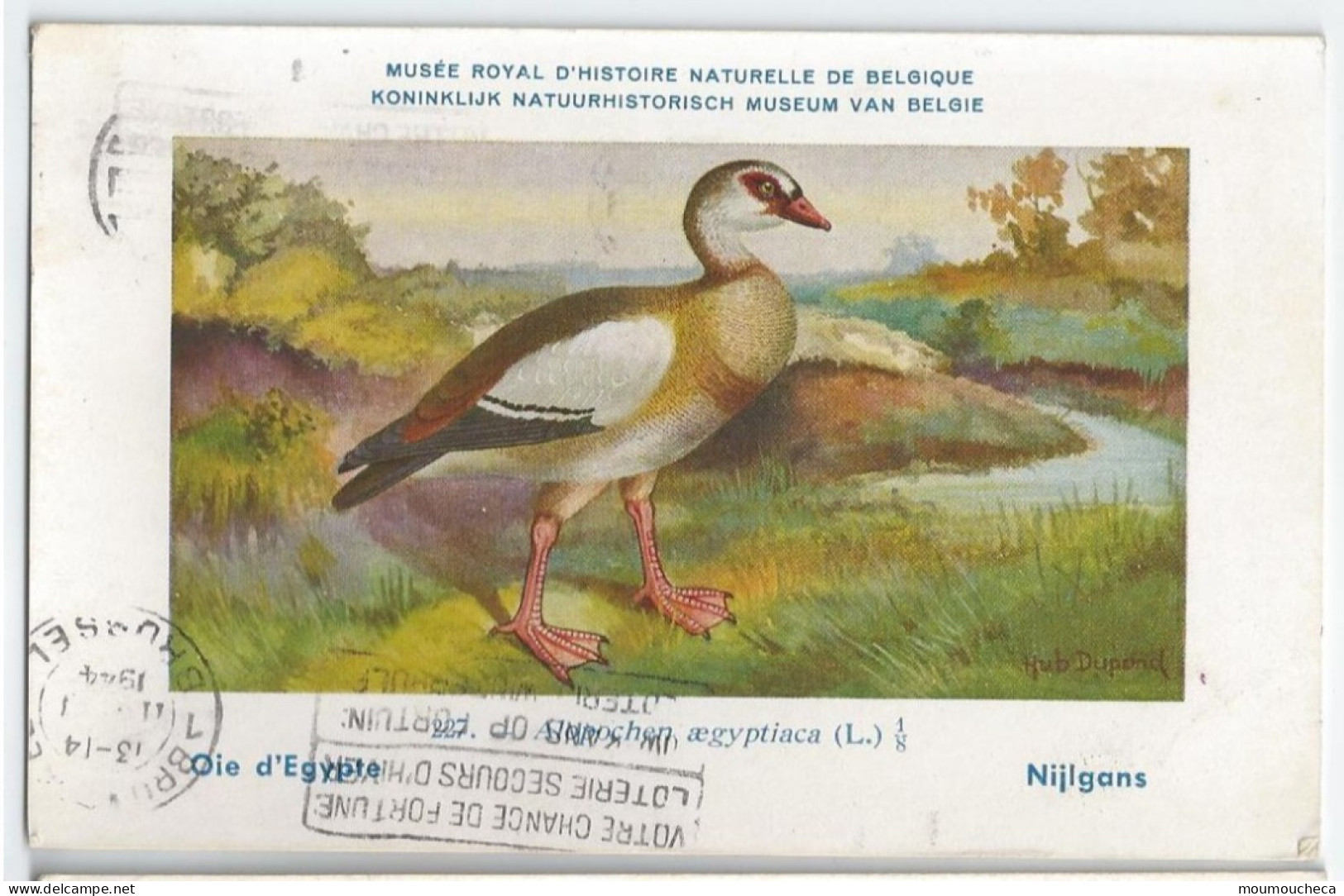 CP : Musée Royale D'histoire Naturelle De Belgique - Oiseaux - N°227 Oied D'égypte - Signé Hub. Dupond (2 Scans) - Colecciones Y Lotes