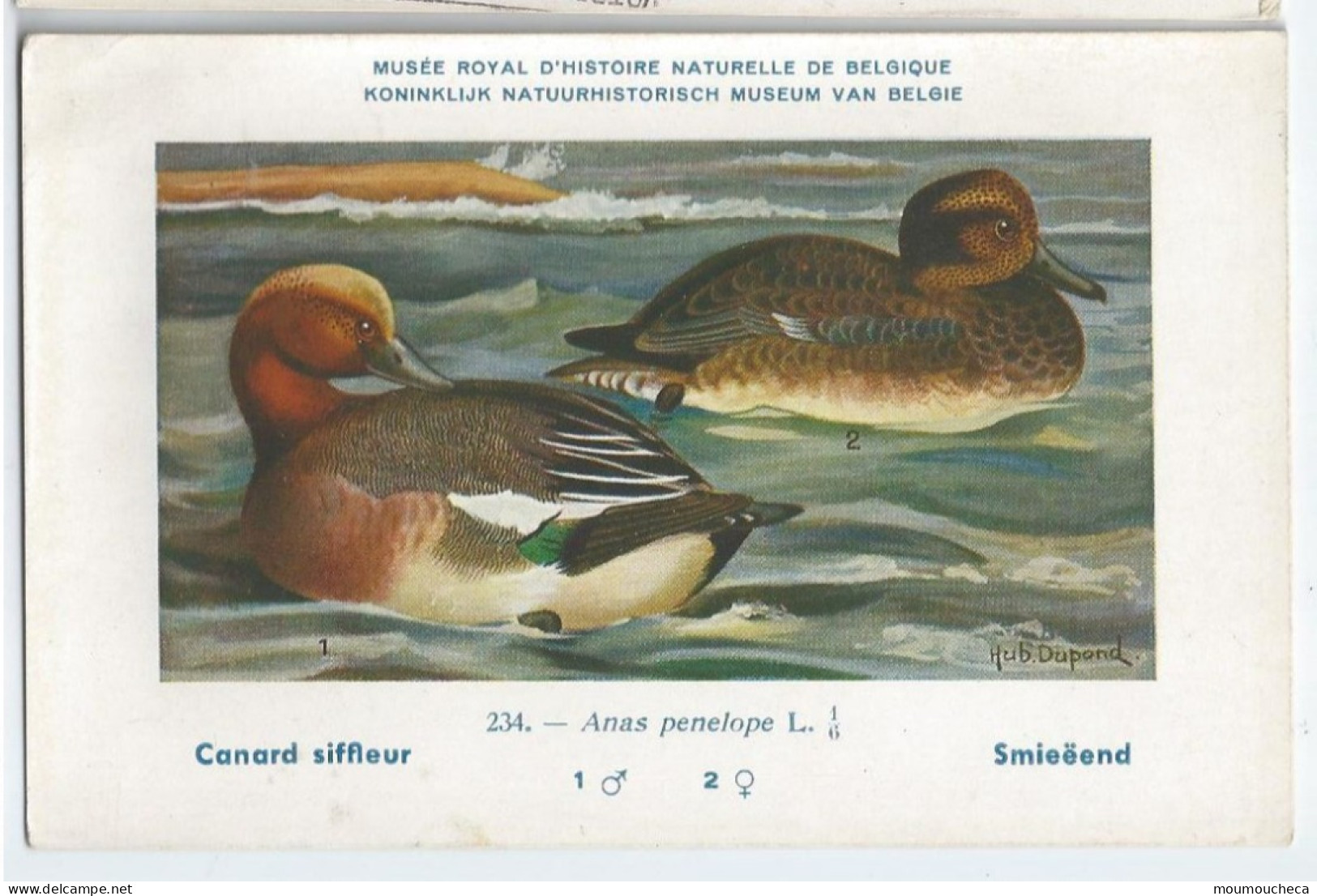 CP : Musée Royale D'histoire Naturelle De Belgique - Oiseaux - N°234 Canard Siffleur - Signé Hub. Dupond (2 Scans) - Collections & Lots