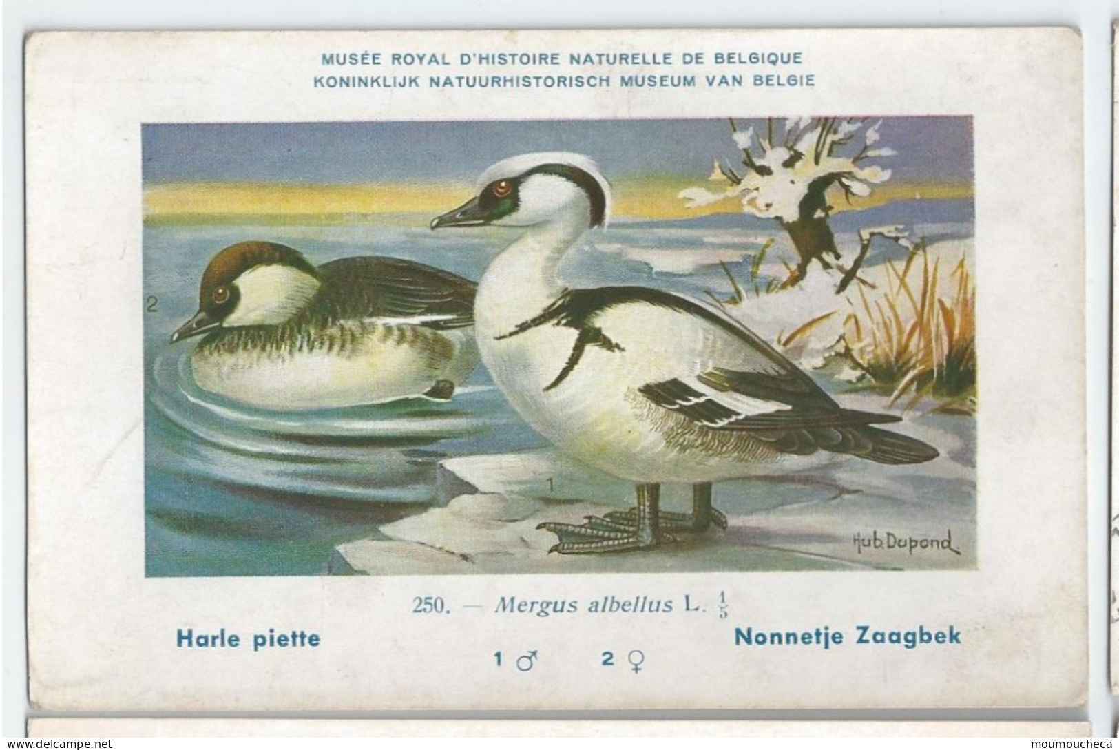 CP : Musée Royale D'histoire Naturelle De Belgique - Oiseaux - N°250 Harle Piette - Signé Hub. Dupond (2 Scans) - Colecciones Y Lotes