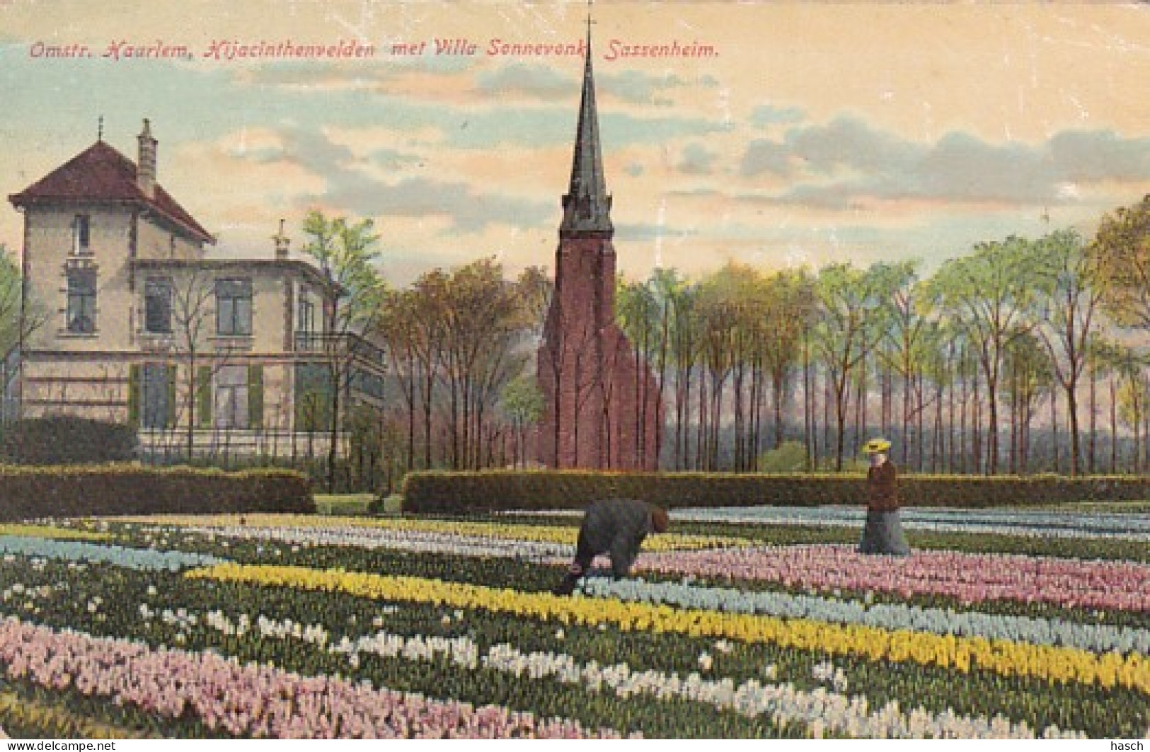 4842203Sassenheim, Hyacinthenvelden Met Villa Sonnevonk. 1910.(zie Hoeken En Randen) - Sassenheim