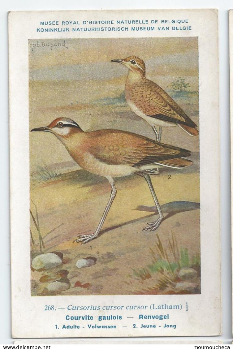 CP : Musée Royale D'histoire Naturelle De Belgique - Oiseaux - N°268 Courvite Gaulois - Signé Hub. Dupond (2 Scans) - Verzamelingen & Kavels
