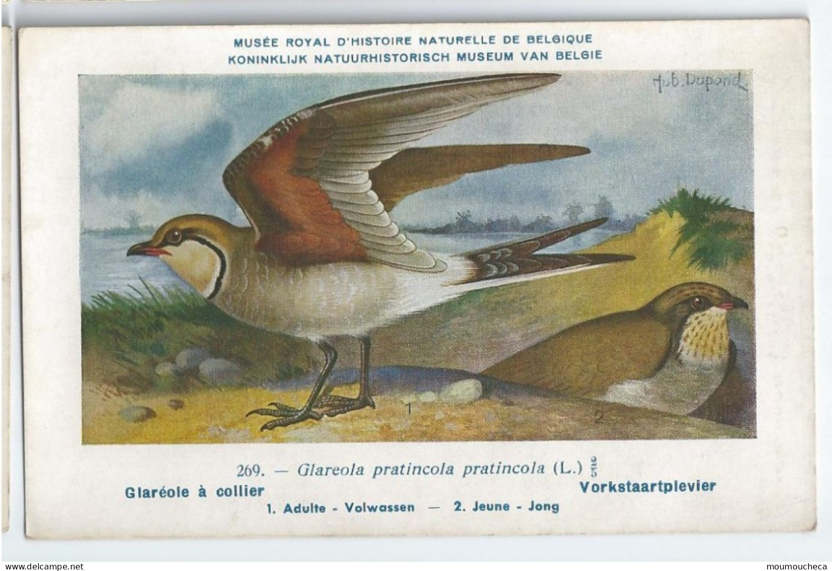 CP : Musée Royale D'histoire Naturelle De Belgique - Oiseaux - N°269 Glaréole à Collier - Signé Hub. Dupond (2 Scans) - Collections & Lots