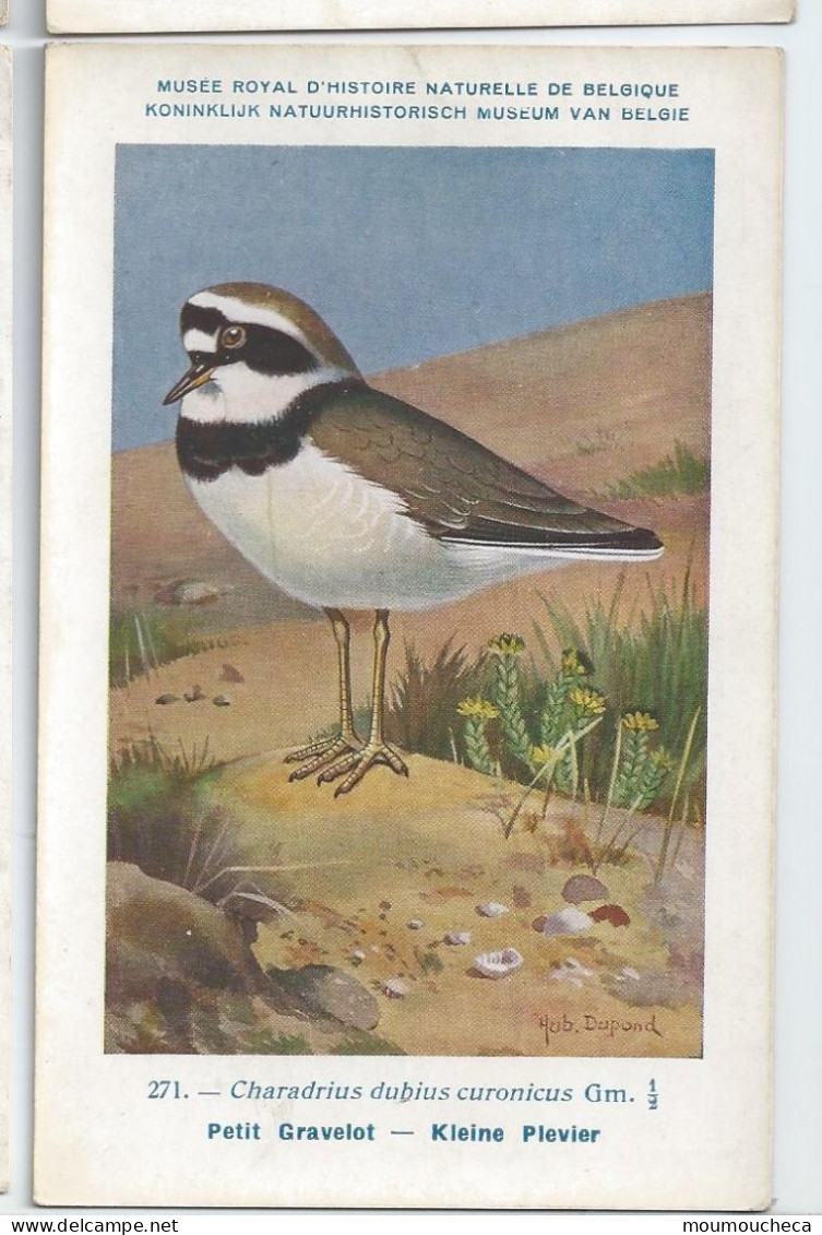 CP : Musée Royale D'histoire Naturelle De Belgique - Oiseaux - N°271 Petit Gravelot - Signé Hub. Dupond (2 Scans) - Collections & Lots
