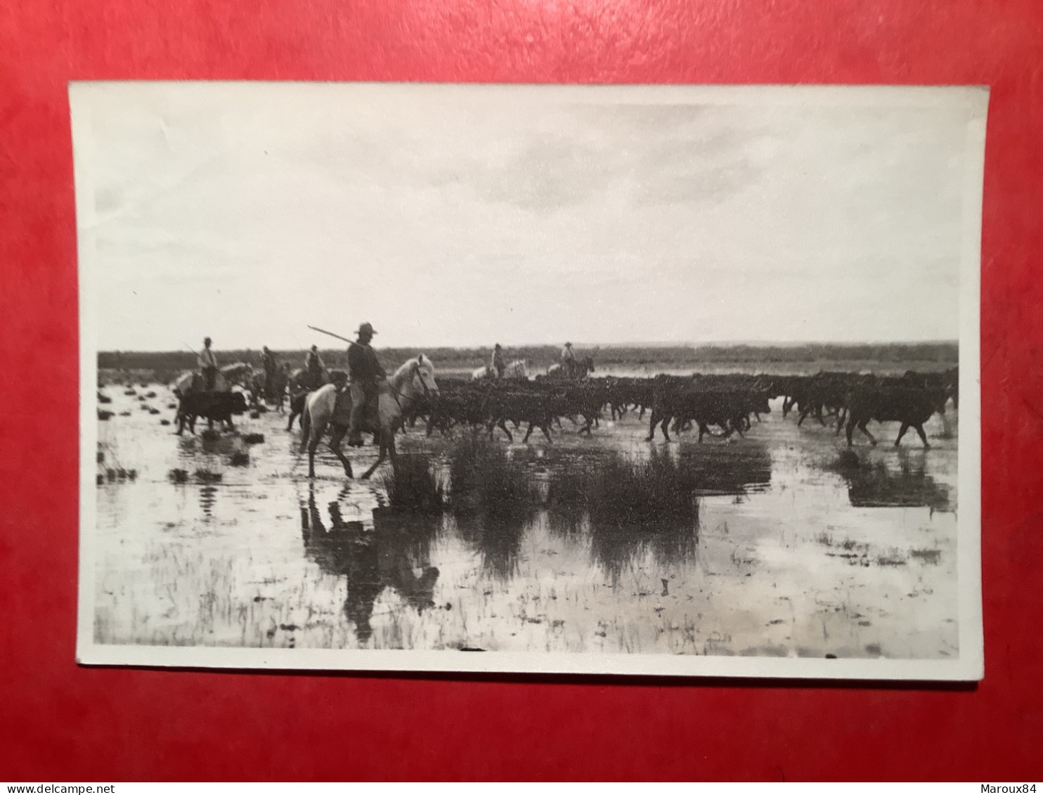 13/ Camargue Taureaux Et Les Gardians Yphoto George - Taureaux