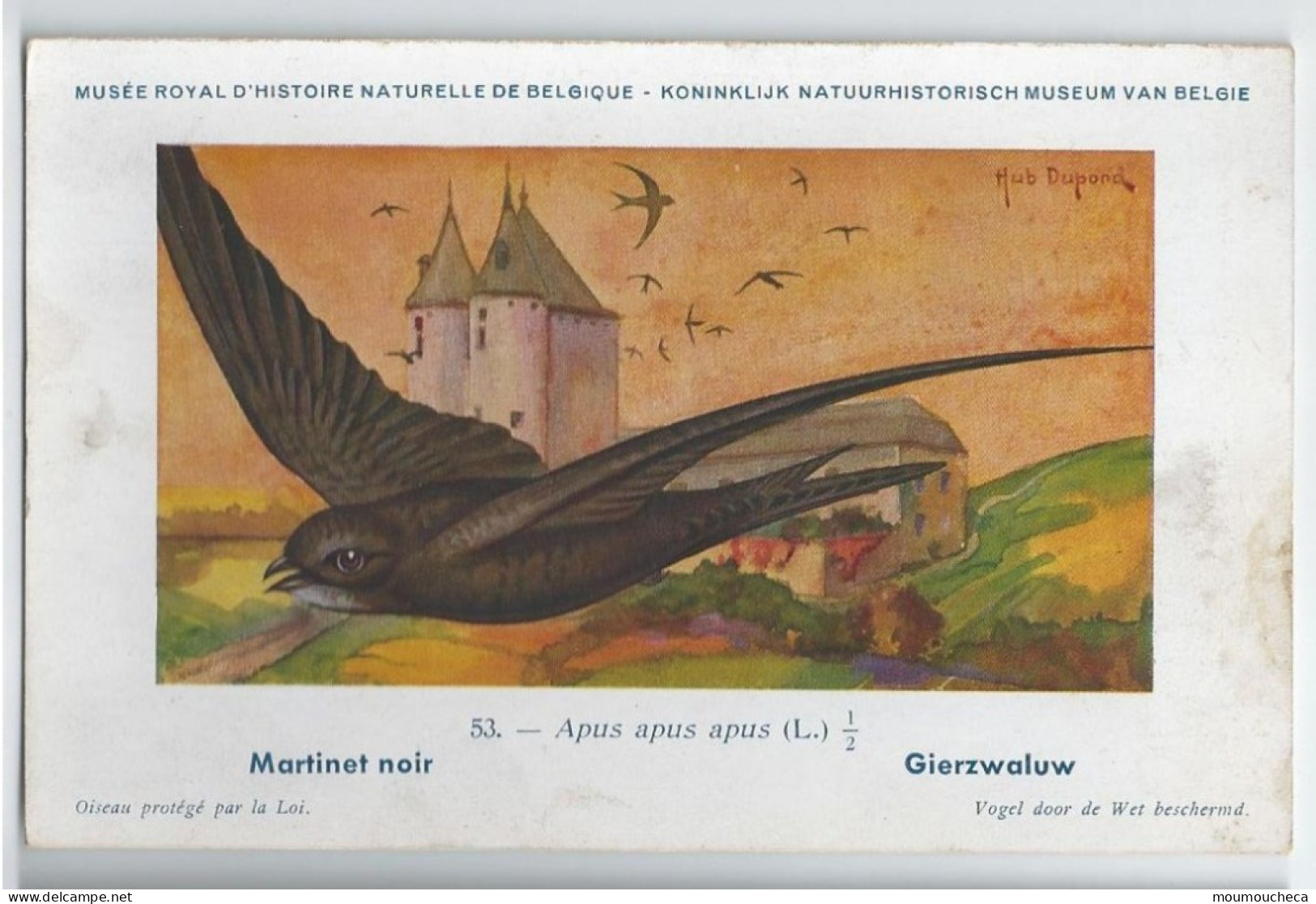CP : Musée Royale D'histoire Naturelle De Belgique - Oiseaux - N°53 Martinet Noir - Signé Hub. Dupond (2 Scans) - Collections & Lots