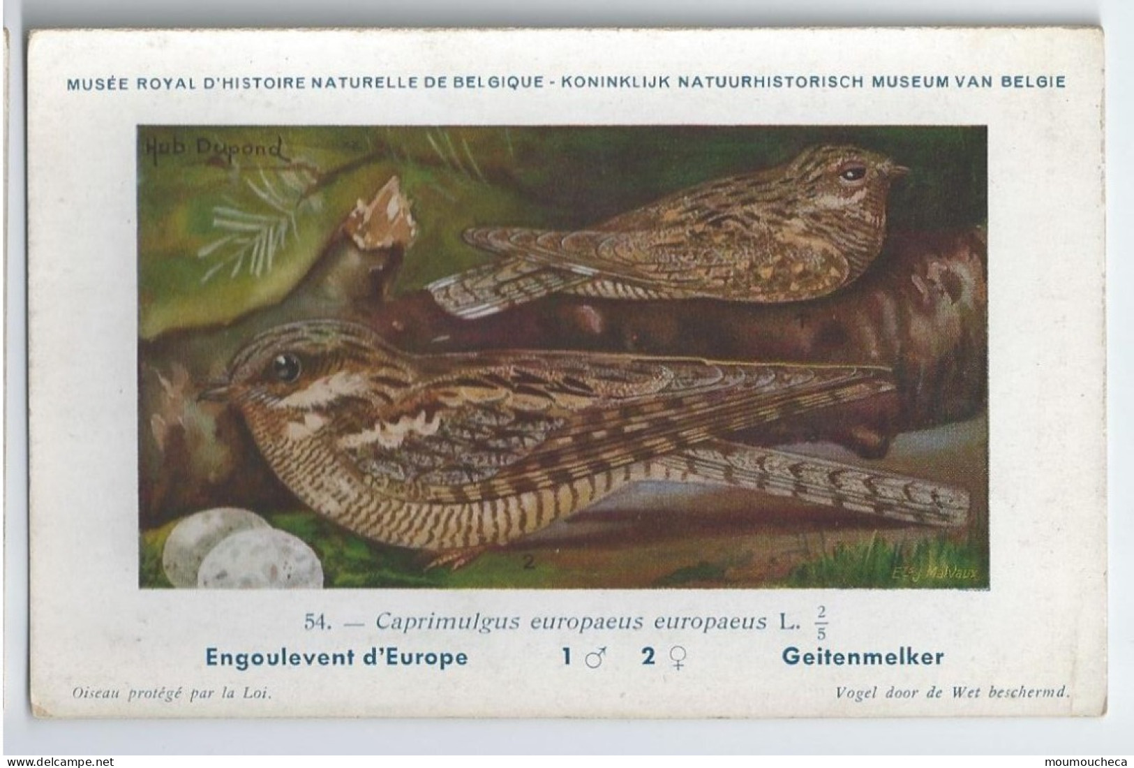 CP : Musée Royale D'histoire Naturelle De Belgique - Oiseaux - N°54 Engoulevent D'europe - Signé Hub. Dupond (2 Scans) - Verzamelingen & Kavels