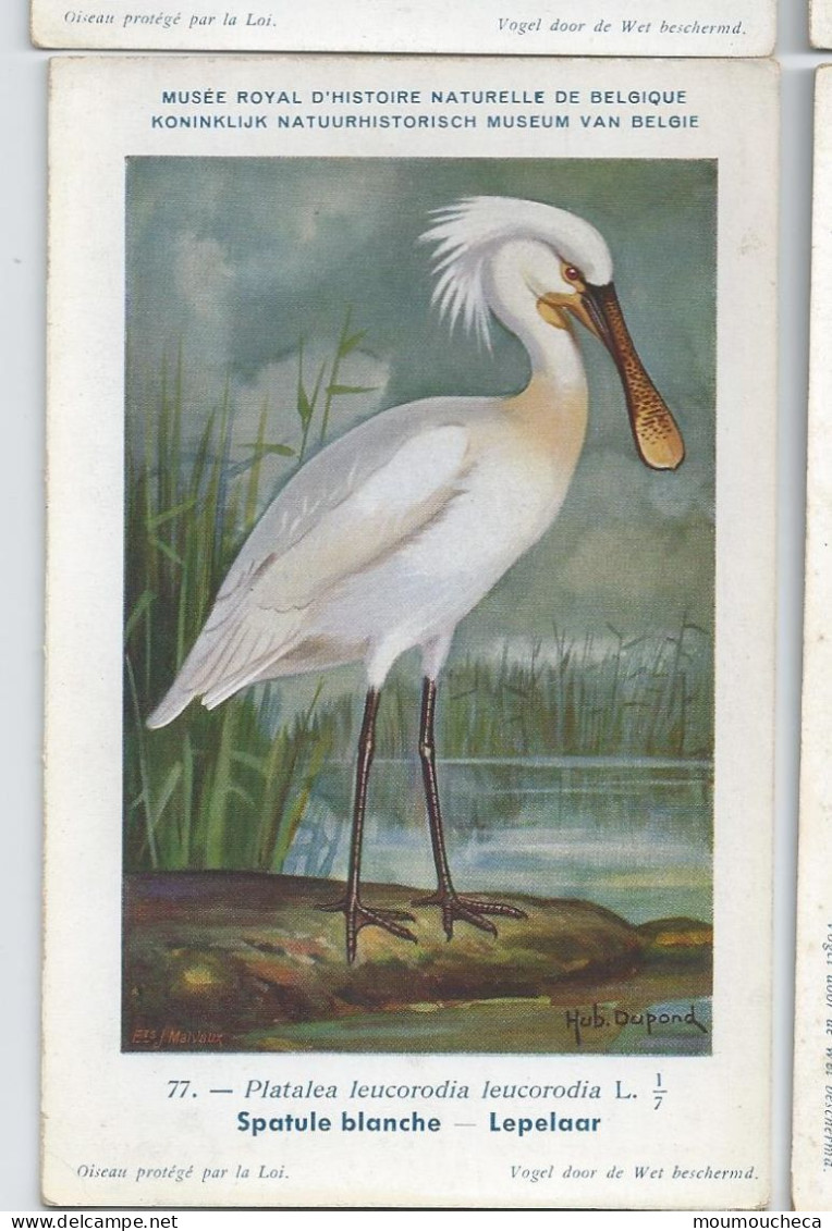 CP : Musée Royale D'histoire Naturelle De Belgique - Oiseaux - N°77 Spatule Blanche - Signé Hub. Dupond (2 Scans) - Verzamelingen & Kavels