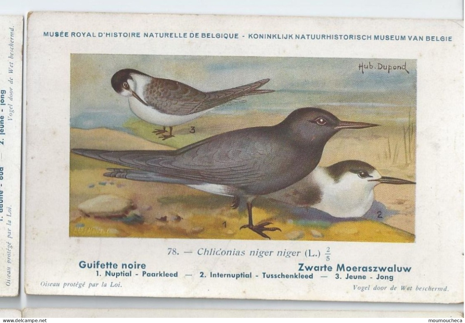 CP : Musée Royale D'histoire Naturelle De Belgique - Oiseaux - N°78 Guifette Noire - Signé Hub. Dupond (2 Scans) - Verzamelingen & Kavels