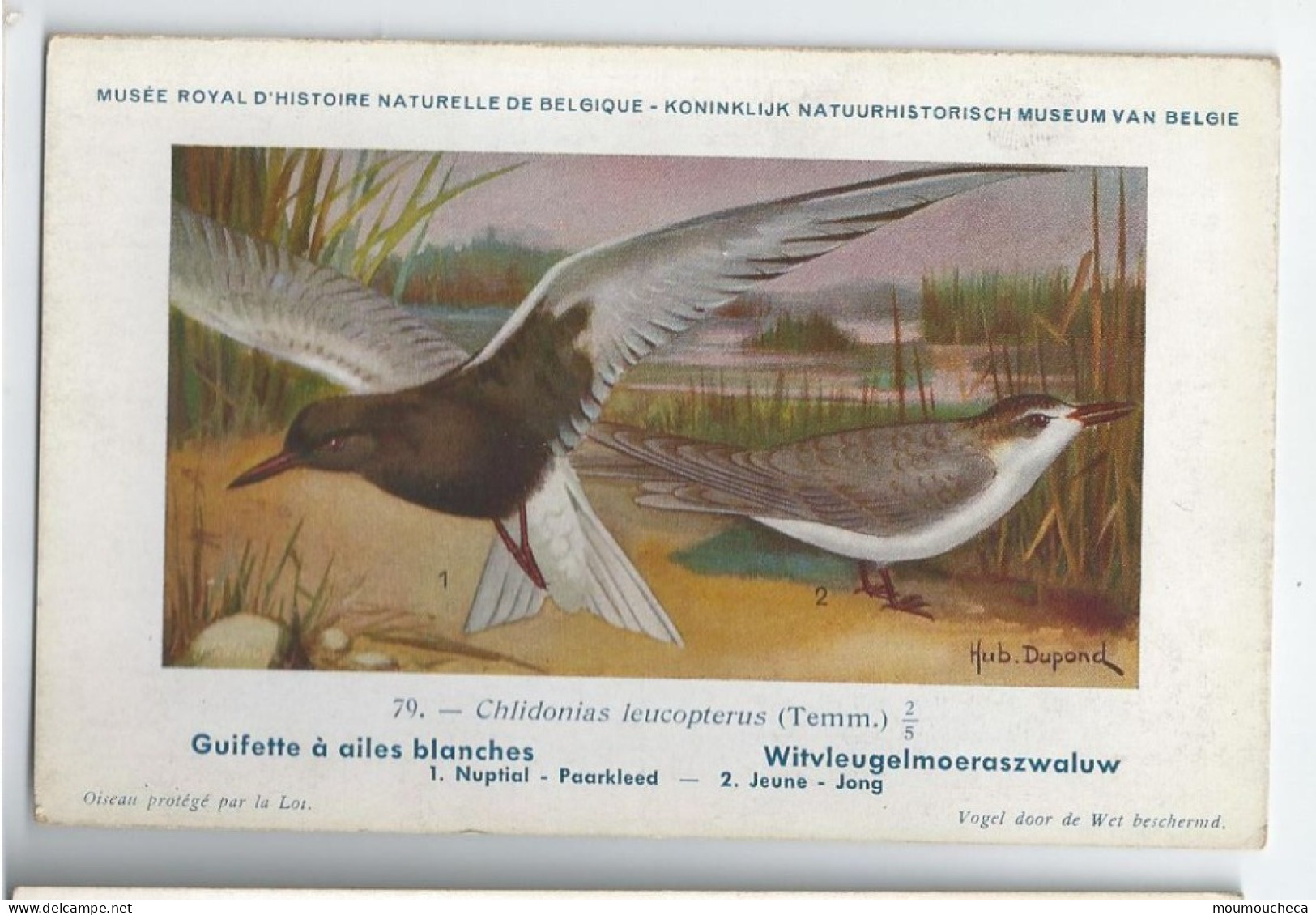 CP : Musée Royale D'histoire Naturelle De Belgique - Oiseaux - N°79 Guifette à Ailes ... - Signé Hub. Dupond (2 Scans) - Verzamelingen & Kavels