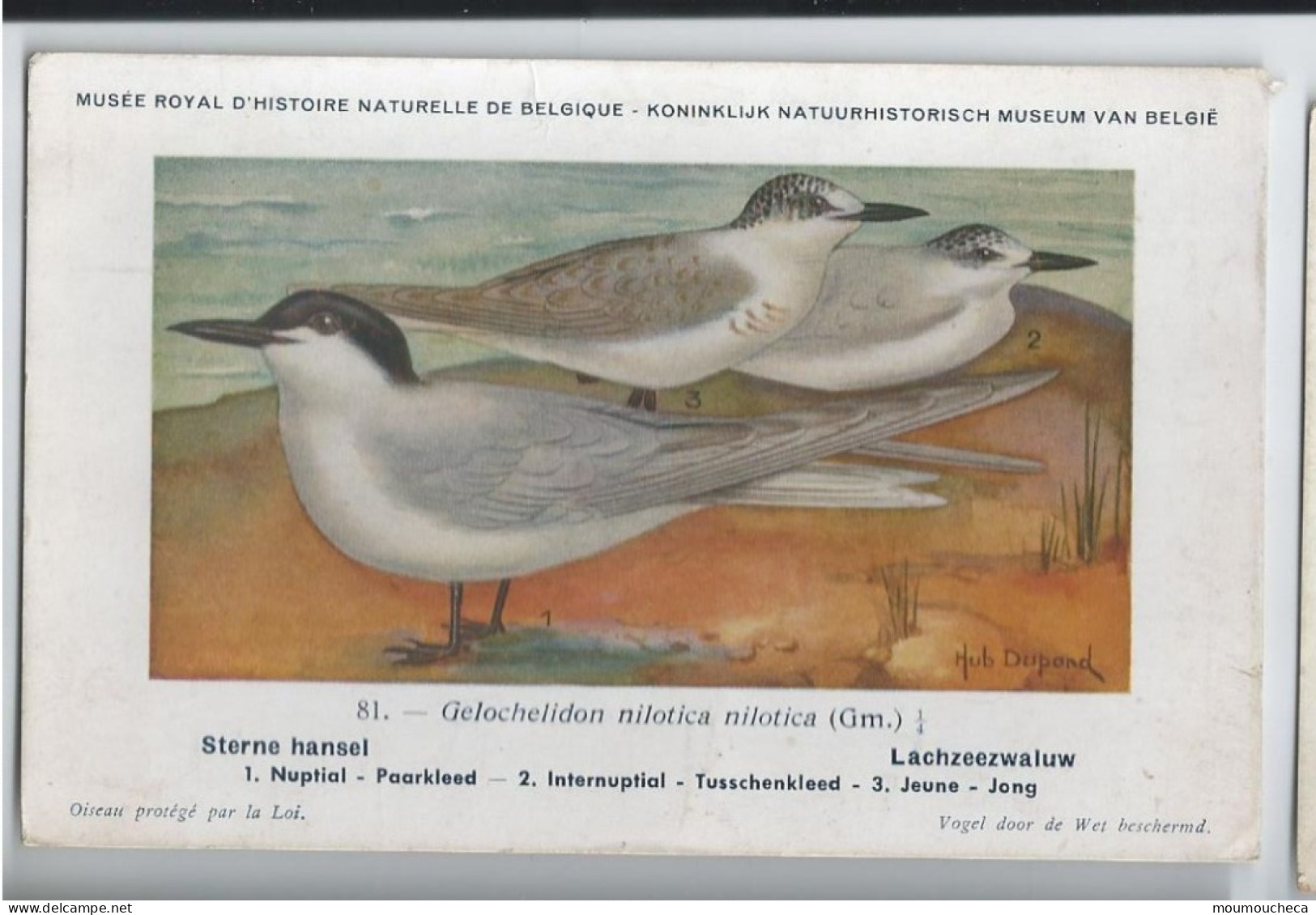 CP : Musée Royale D'histoire Naturelle De Belgique - Oiseaux - N°81 Sterne Hansel - Signé Hub. Dupond (2 Scans) - Verzamelingen & Kavels