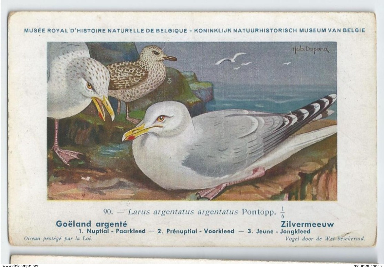 CP : Musée Royale D'histoire Naturelle De Belgique - Oiseaux - N°90 Goëland Argenté - Signé Hub. Dupond (2 Scans) - Verzamelingen & Kavels