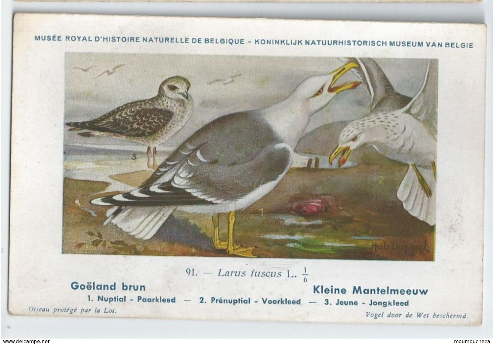 CP : Musée Royale D'histoire Naturelle De Belgique - Oiseaux - N°91 Goëland Brun - Signé Hub. Dupond (2 Scans) - Colecciones Y Lotes