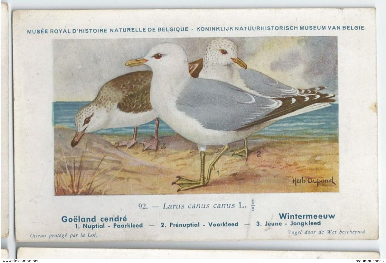 CP : Musée Royale D'histoire Naturelle De Belgique - Oiseaux - N°92 Goëland Cendré - Signé Hub. Dupond (2 Scans) - Collections & Lots