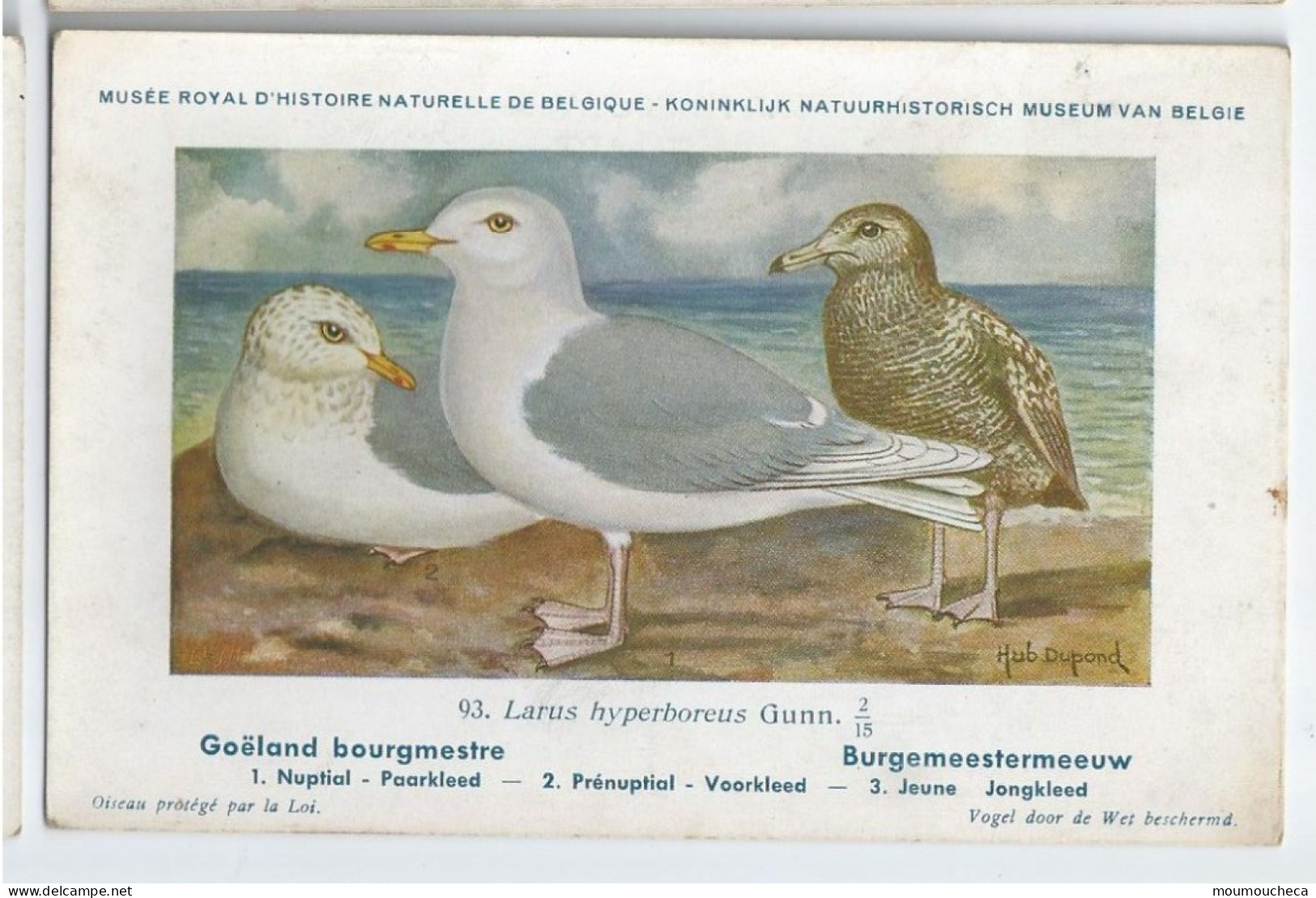 CP : Musée Royale D'histoire Naturelle De Belgique - Oiseaux - N°93 Goëland Bourgmestre - Signé Hub. Dupond (2 Scans) - Collections & Lots