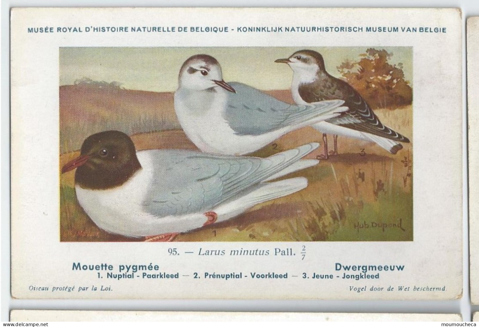 CP : Musée Royale D'histoire Naturelle De Belgique - Oiseaux - N°95 Mouette Pygmée - Signé Hub. Dupond (2 Scans) - Collections & Lots