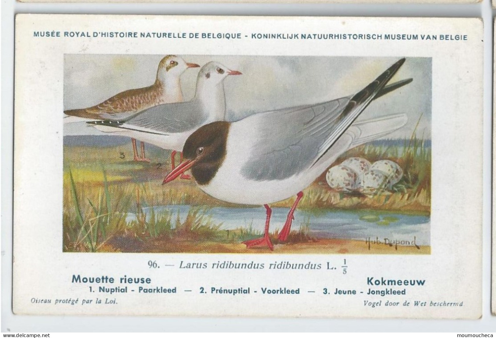 CP : Musée Royale D'histoire Naturelle De Belgique - Oiseaux - N°96 Mouette Rieuse - Signé Hub. Dupond (2 Scans) - Collections & Lots