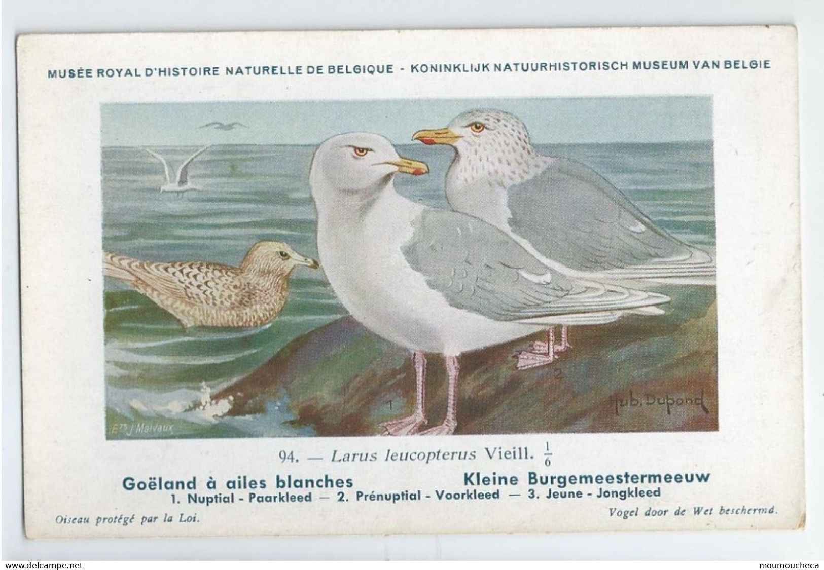 CP : Musée Royale D'histoire Naturelle De Belgique - Oiseau - N°94 Goëland à Ailes Blanche - Signé Hub. Dupond (2 Scans) - Verzamelingen & Kavels