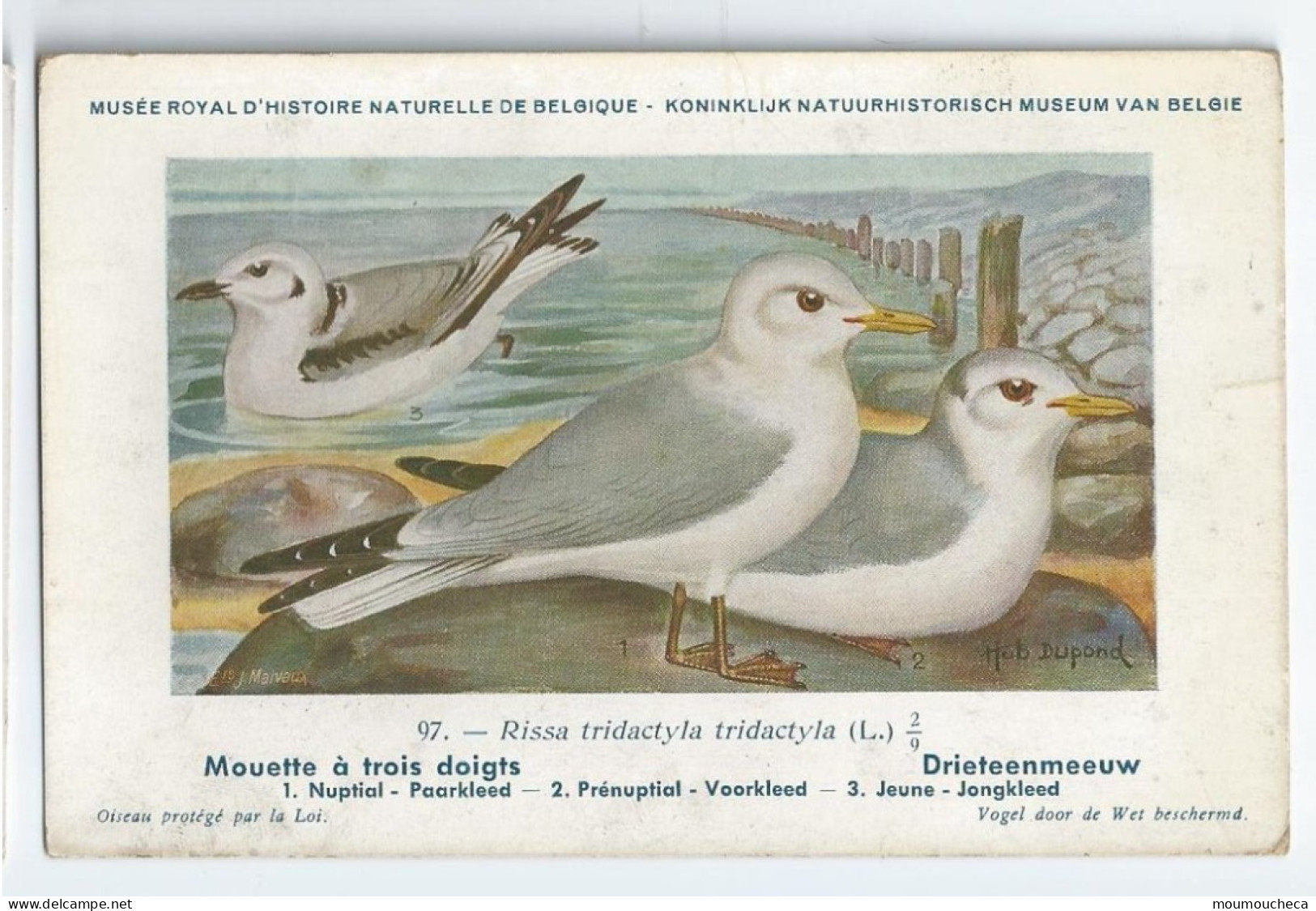 CP : Musée Royale D'histoire Naturelle De Belgique - Oiseaux - N°97 Mouette à Trois Doigts - Signé Hub. Dupond (2 Scans) - Verzamelingen & Kavels