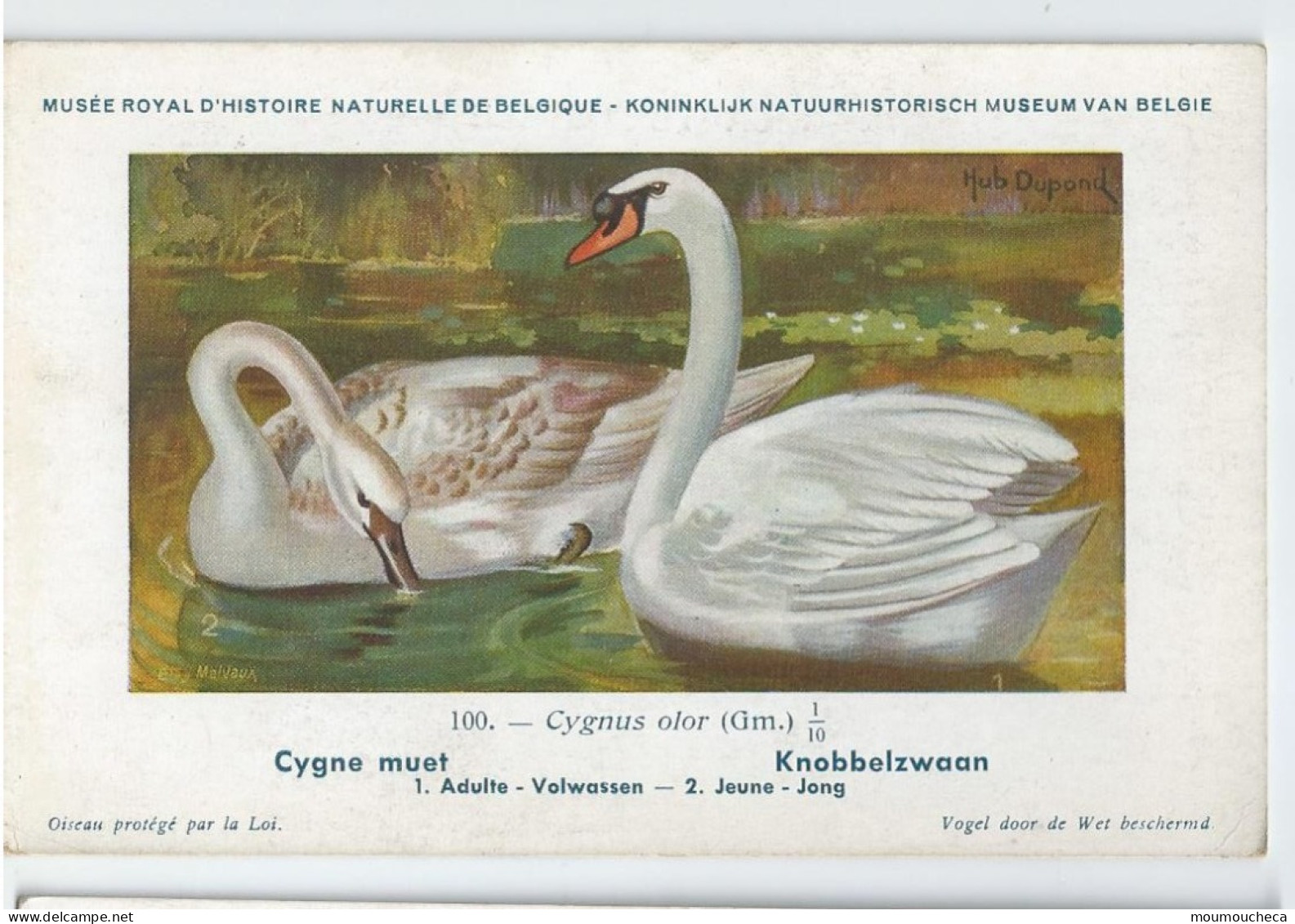 CP : Musée Royale D'histoire Naturelle De Belgique - Oiseaux - N°100 Cygne Muet - Signé Hub. Dupond (2 Scans) - Collections & Lots