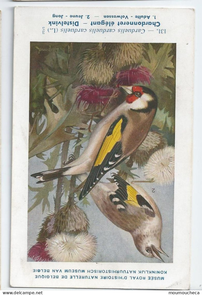 CP : Musée Royale D'histoire Naturelle De Belgique - Oiseaux - N°131 Chardonneret élégant - Signé Hub. Dupond (2 Scans) - Colecciones Y Lotes