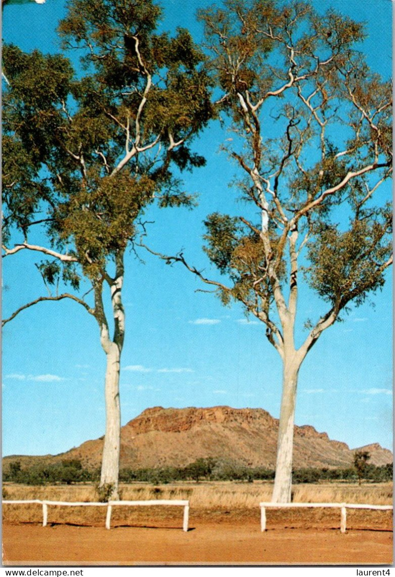 25-11-2023 (3 V 21) Australia - NT - Twin Gums Hermannsburg Road - Alice Springs