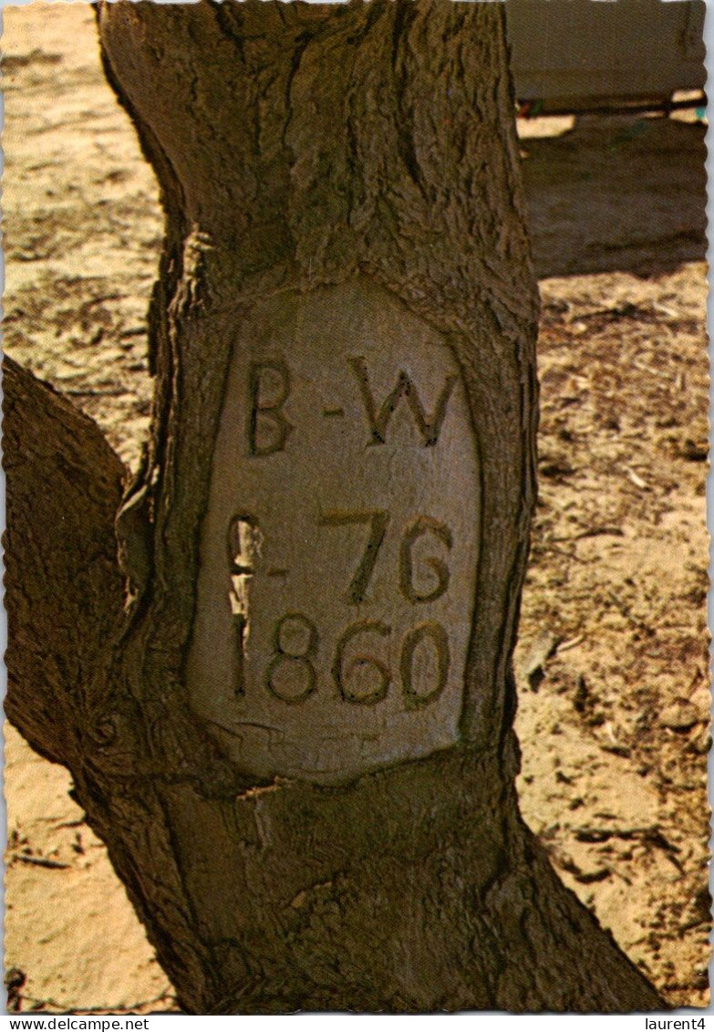 25-11-2023 (3 V 21) Australia - QLD - Birdsvile - Tree Marked By Explorers Burke And Wills In 1860 - Far North Queensland