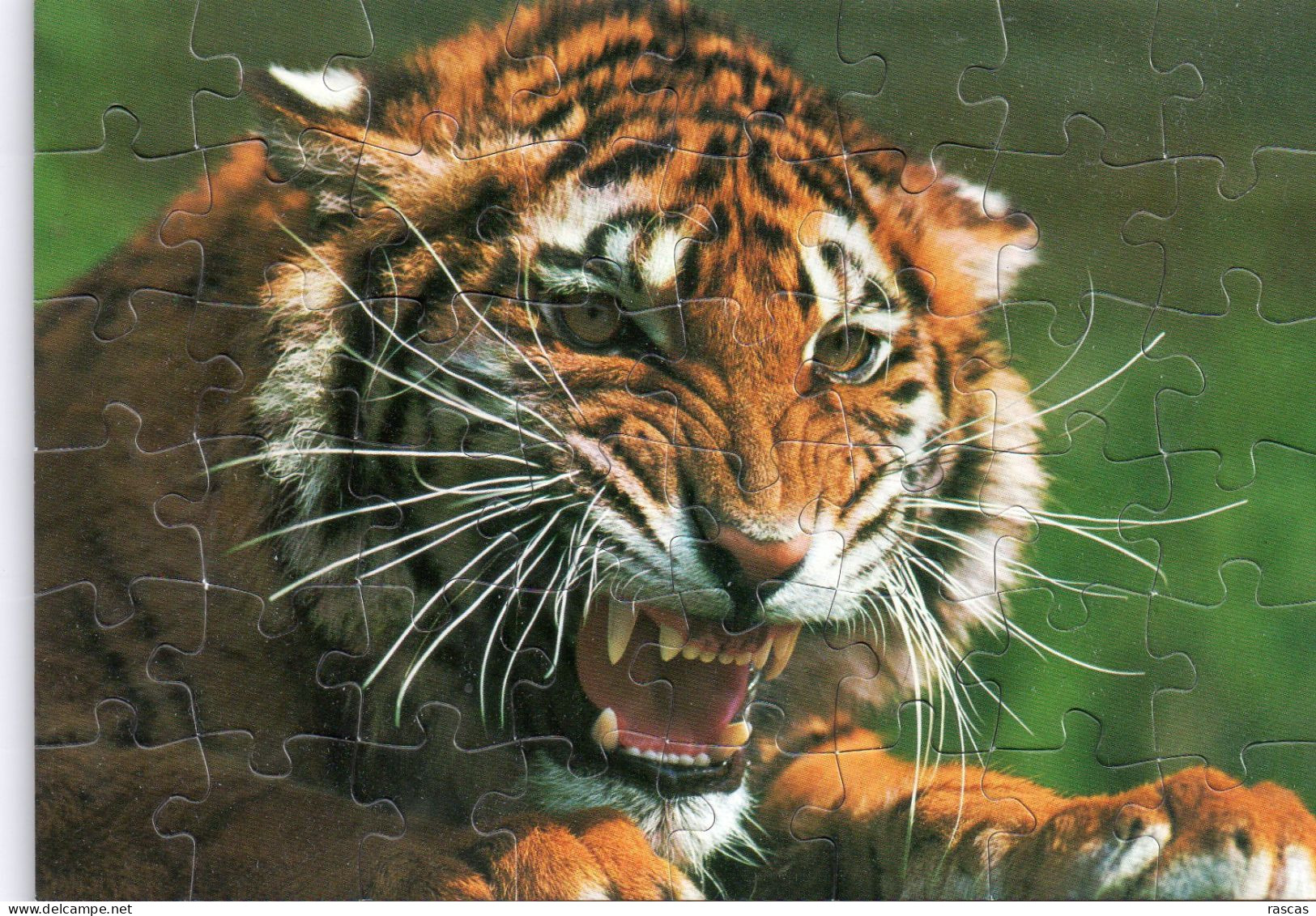 PUZZLE FORMAT CARTE POSTALE - E - TIGRE - Tigres