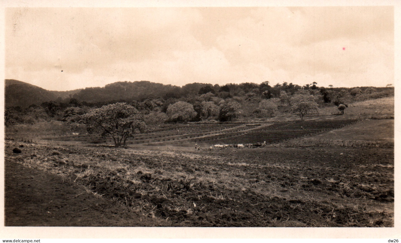 Paysage De Tanzanie - Carte Postée D'Arusha 1932 - Timbres Territory Of Tanganyika (5c Et 10c) - Tansania