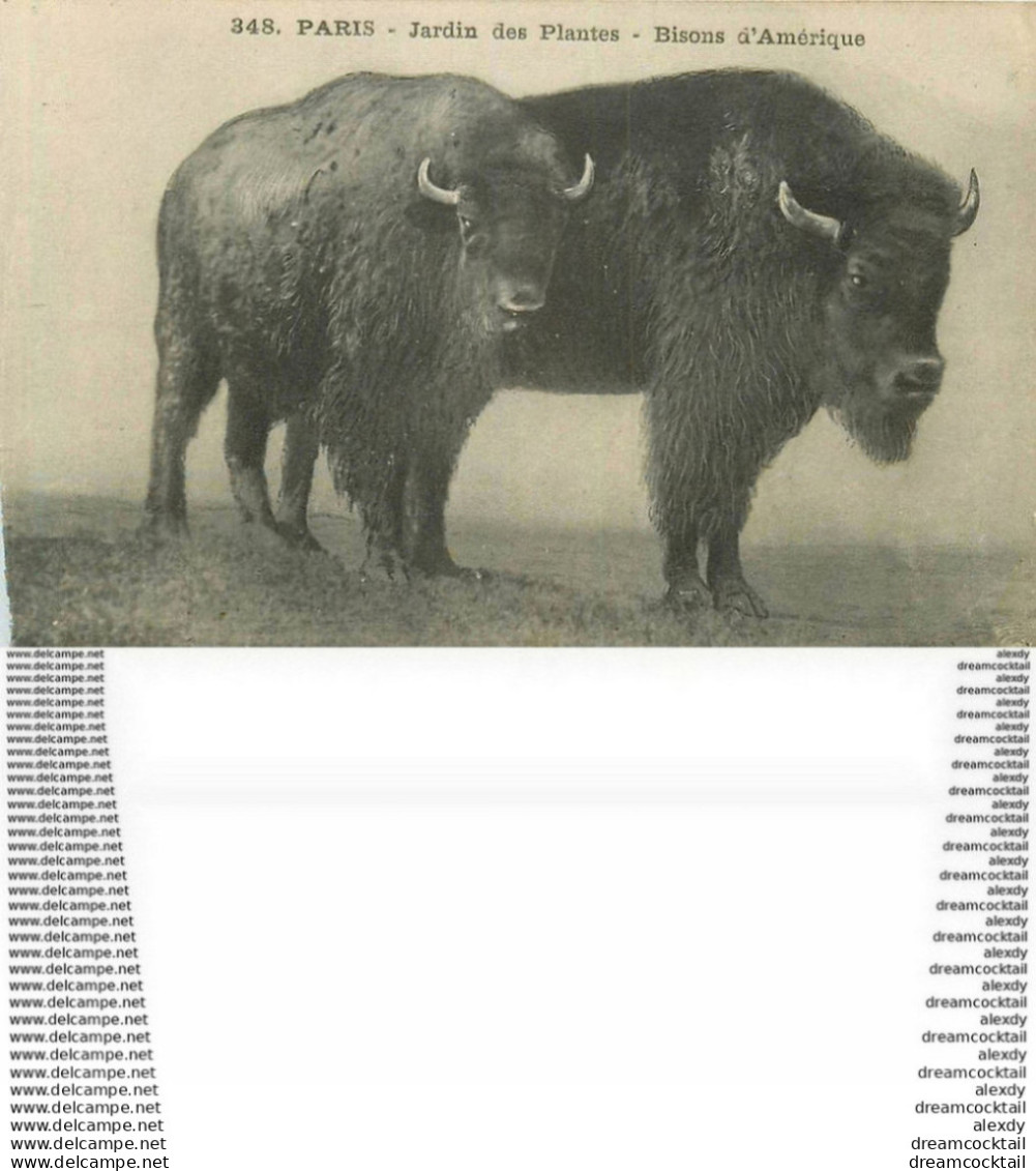 WW PARIS Zoo Du Jardin Des Plantes Museum D'Histoire Naturelle. Bisons D'Amérique - Zèbres