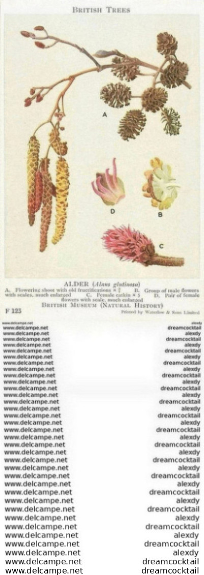 Carte Postal Fiche. British Trees Museum. Plantes Et Fleurs. Alder Alnus Glutinosa - Arbres