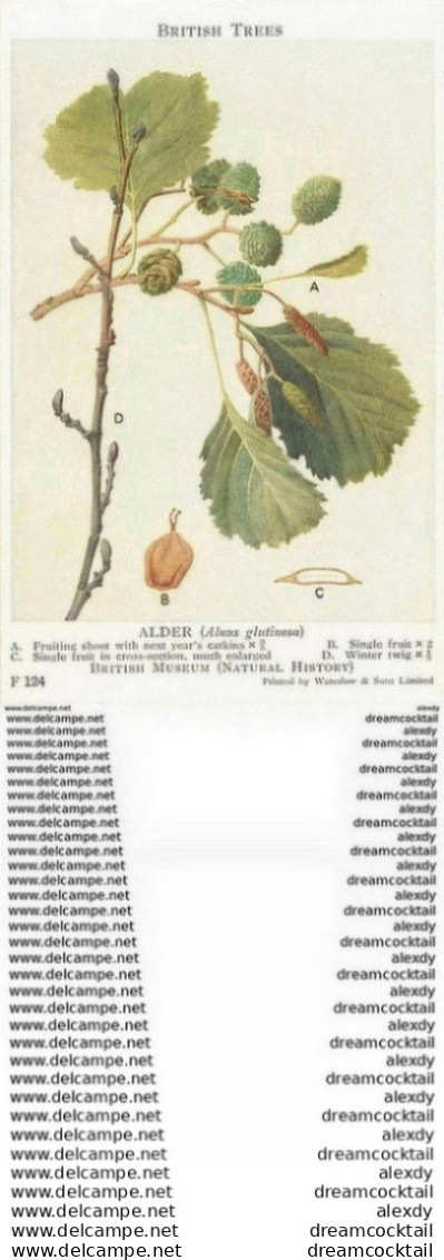 Carte Postal Fiche. British Trees Museum. Plantes Et Fleurs. Alder Alnus Glutinosa N° 124 - Arbres