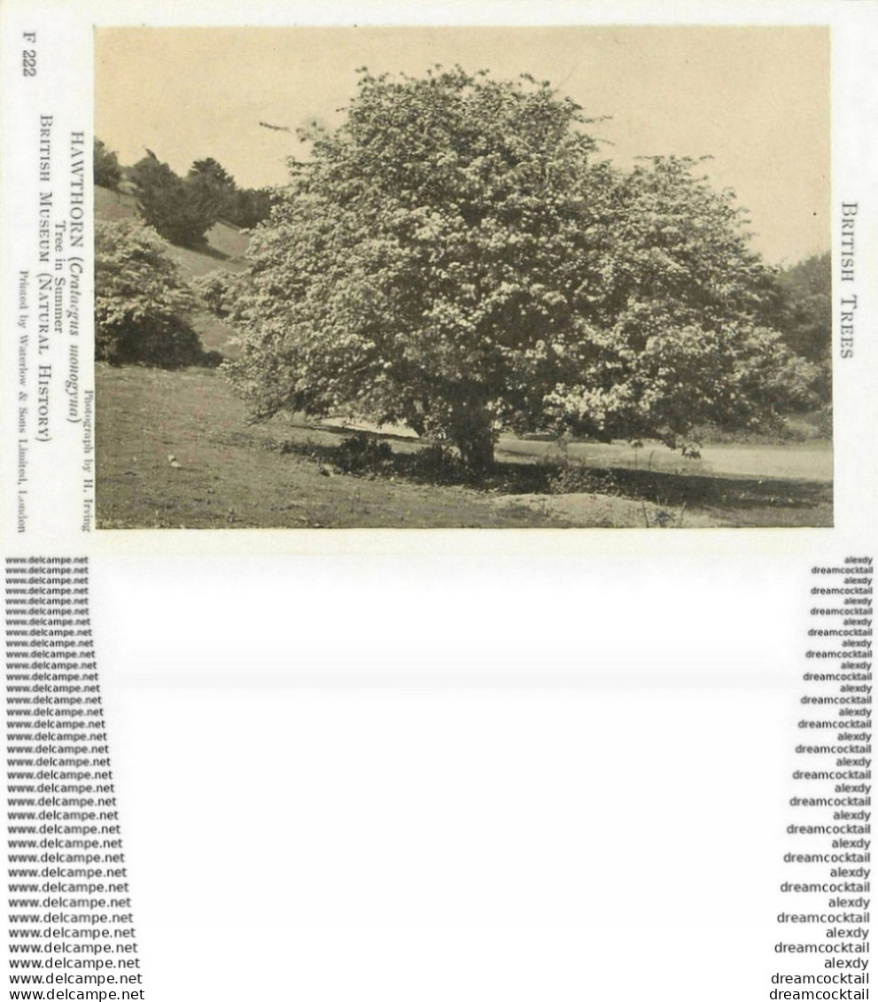 Carte Postal Fiche. British Trees Museum. Plantes Et Arbres. Hawthorn Crataegus Monogyna 222 - Arbres