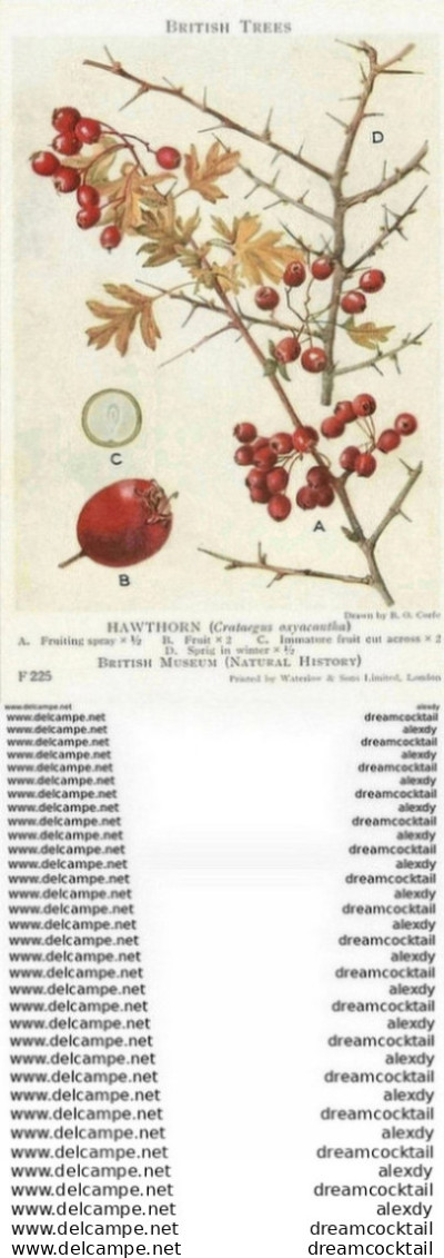 Carte Postal Fiche. British Trees Museum. Plantes Et Fleurs. Hawthorn Crataegus Oxyacantha N° 225 - Arbres