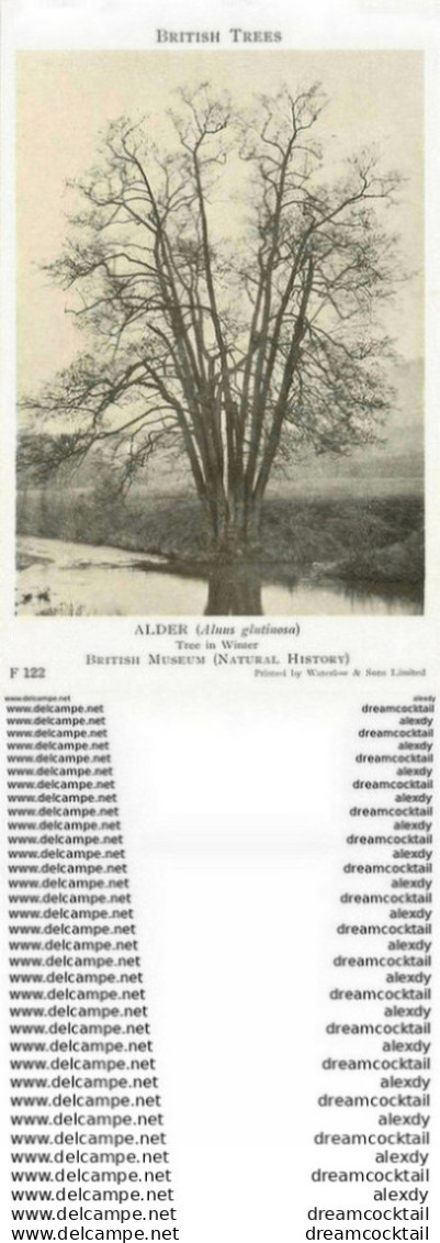 Carte Postal Fiche. British Trees Museum. Plantes Et Arbres. Alder Alnus Glutinosa N° 122 - Arbres