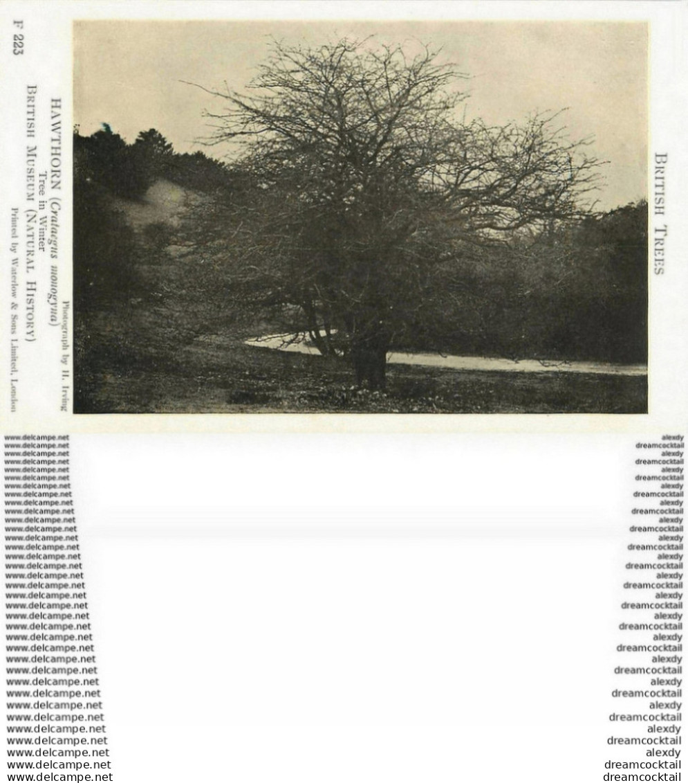 Carte Postal Fiche. British Trees Museum. Plantes Et Arbres. Hawthorn Crataegus Monogyna 223 - Arbres