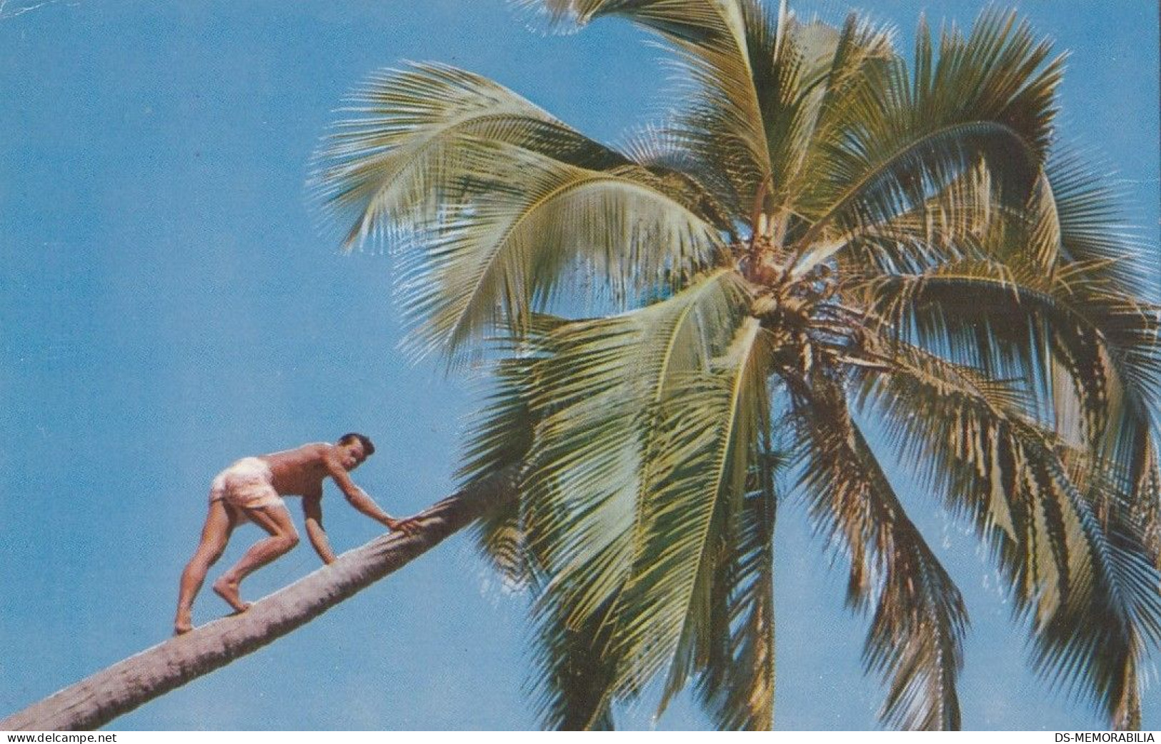 Jamaica Coconut Palm Tree Old Postcard - Jamaïque