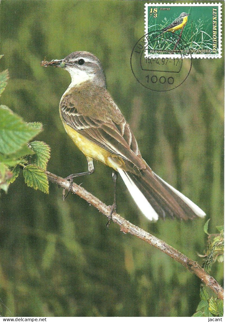 Carte Maximum - Oiseaux - Luxembourg - Alvéola Amarela - Bergeronnette Printaniere - Yellow Wagtail - Motacilla Flava - Cartoline Maximum