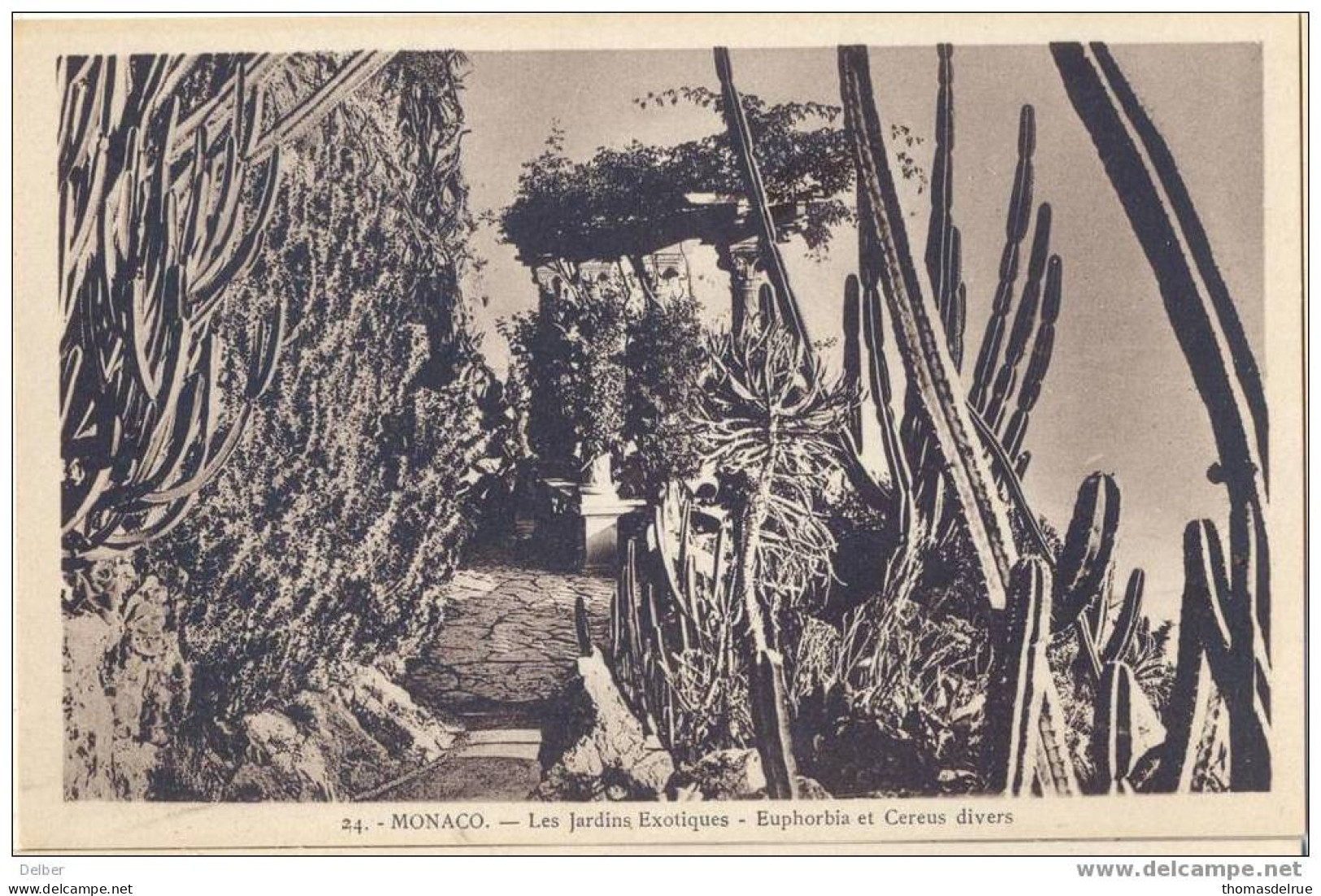 _F448: 24- MONACO- Les Jardins Exotiques - Euphorbia Et Cereus Divers - Jardin Exotique