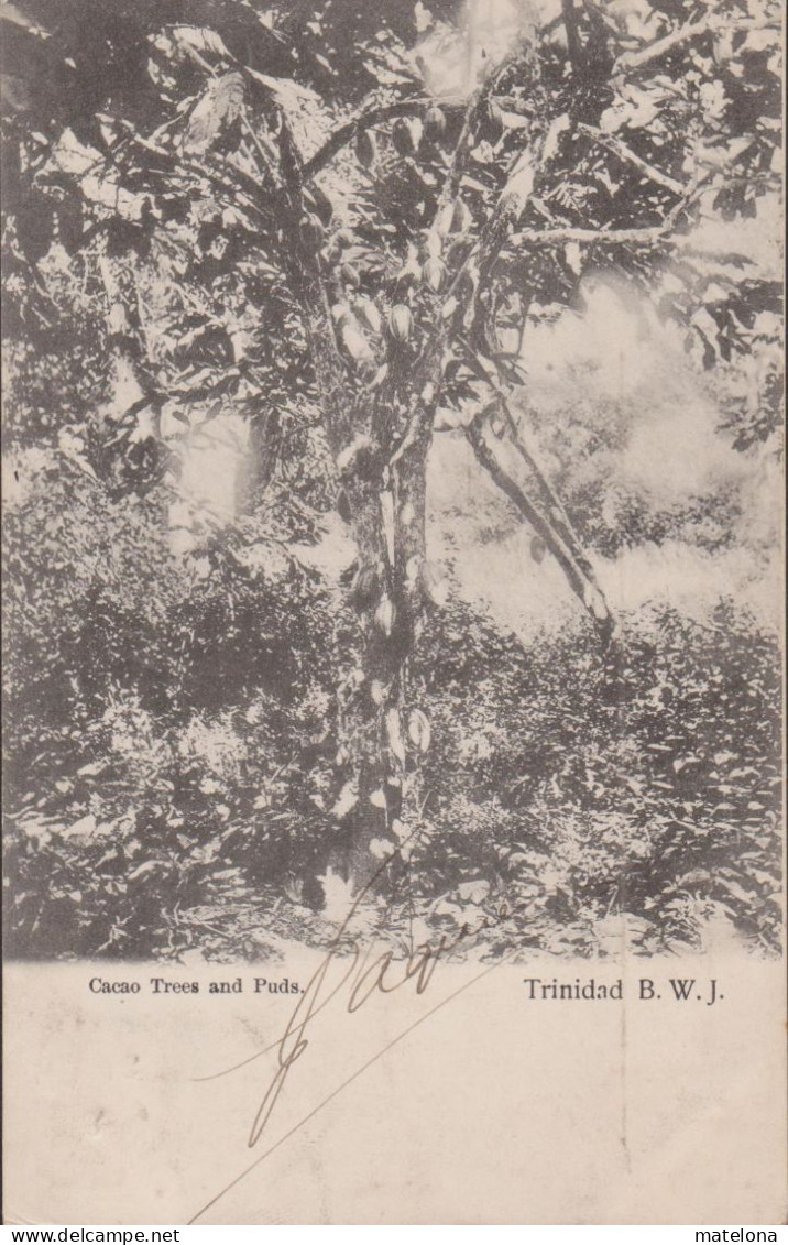 ANTILLES TRINIDAD B. W. J.  CACAO TREES AND PUDS   PRECURSEUR - Trinidad