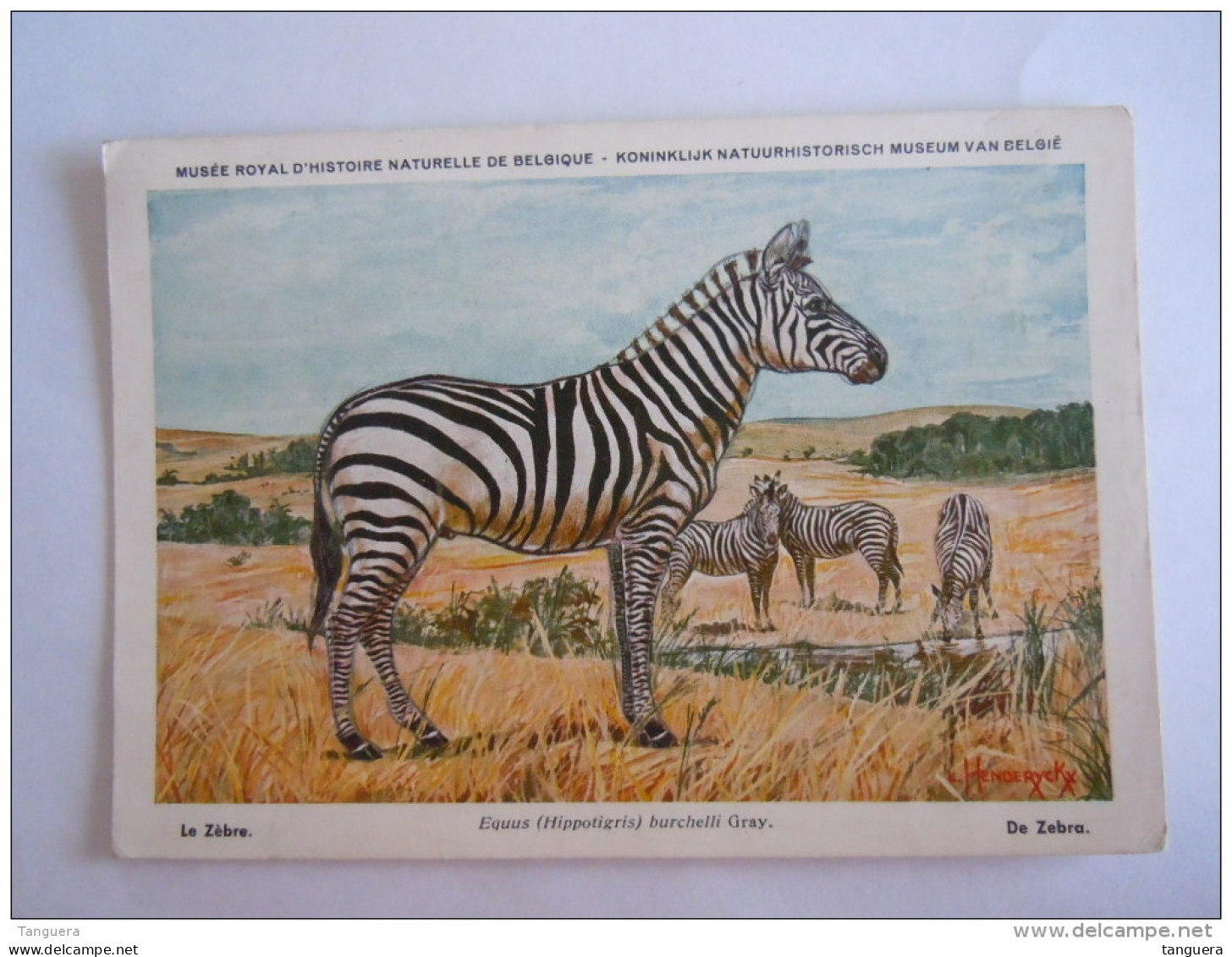 Le Zèbre De Zebra Musée Royal D'histoire Naturelle De Belgique Koninklijk Natuurhistorisch Museum - Cebras