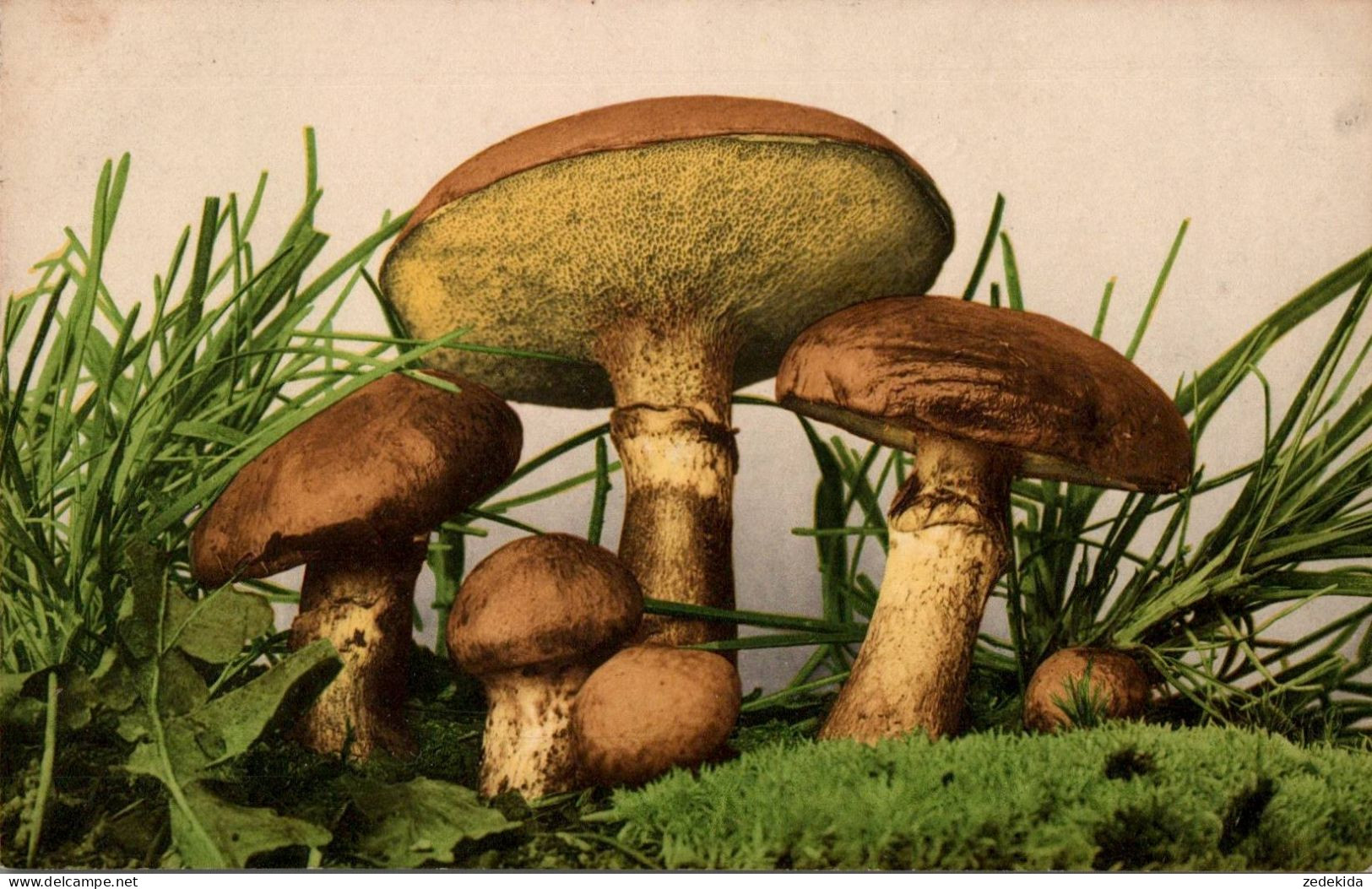 E8824 - Farbenlichtdruck - Martin Rommel & Co Stuttgart - Pilz - Champignons