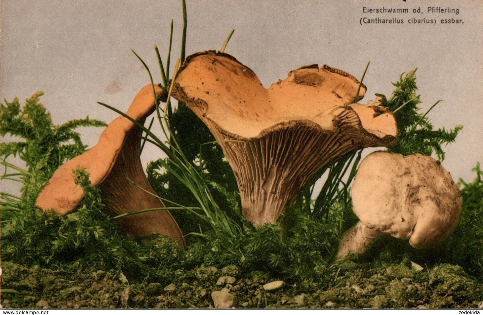 E8008 - Farbenlichtdruck - Martin Rommel & Co Stuttgart - Pilz Pfifferling - Champignons