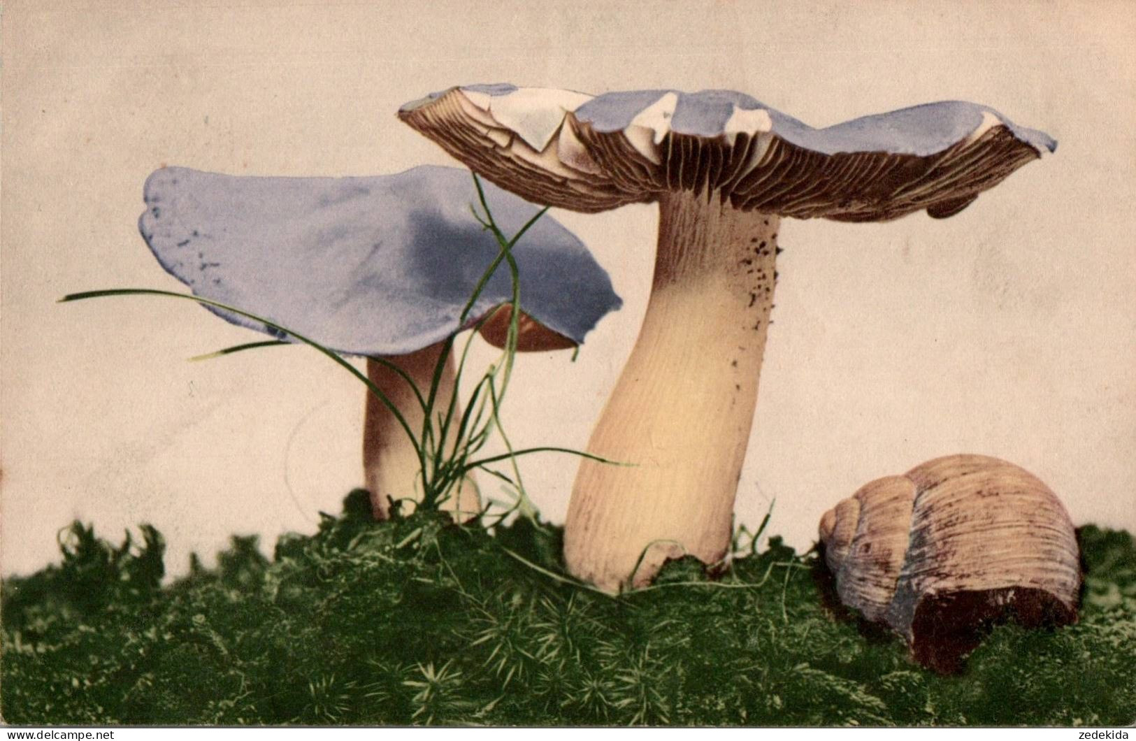 E8659 - Farbenlichtdruck - Martin Rommel & Co Stuttgart - Pilz - Mushrooms